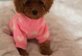 Nove bebice toy I mini pudle