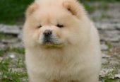 Chow Chow Cau Cau Čau Čau