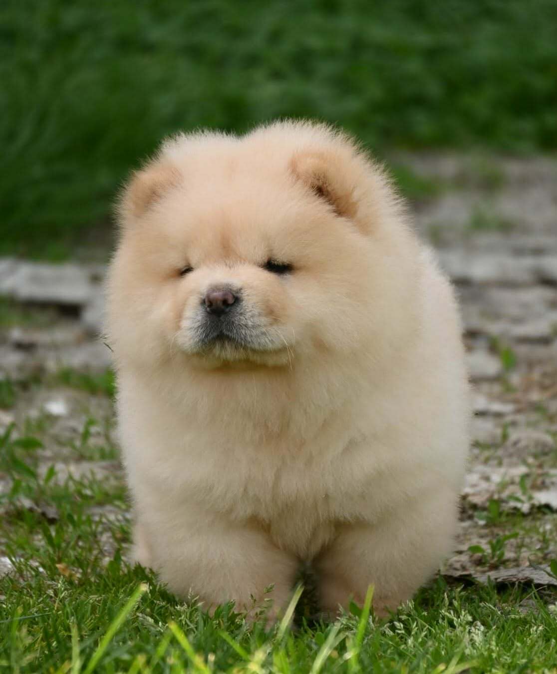 Chow Chow Cau Cau Čau Čau