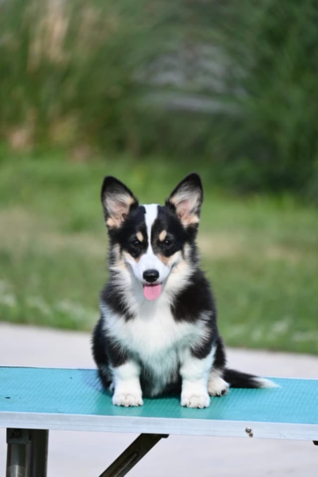 Velški korgi/Welsh Corgi Pembroke