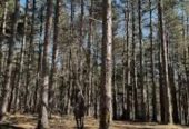 Plac: Lučić ograda – Divčibare