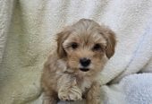 Maltipoo stenci spremni su za preuzimanje