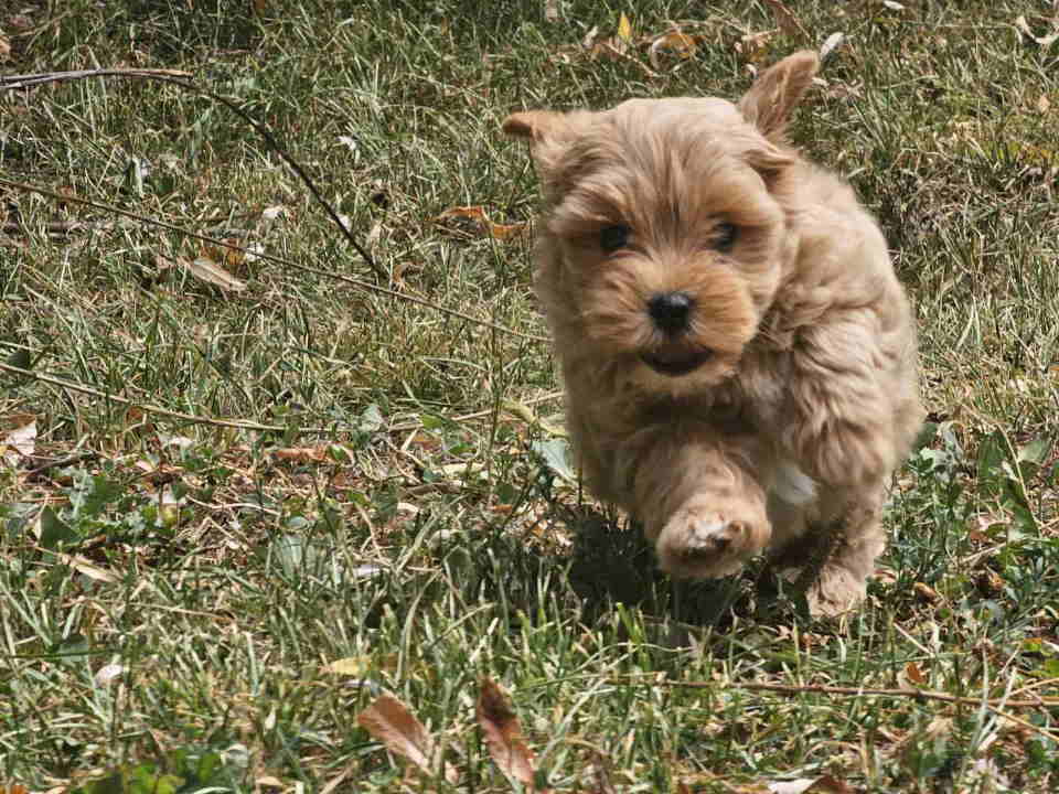 Maltipoo stenci spremni su za preuzimanje