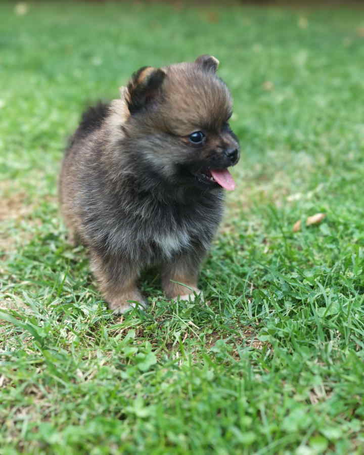 Pomeranski spic, prelepog krzna