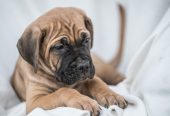 CANE CORSO prelepi štenci