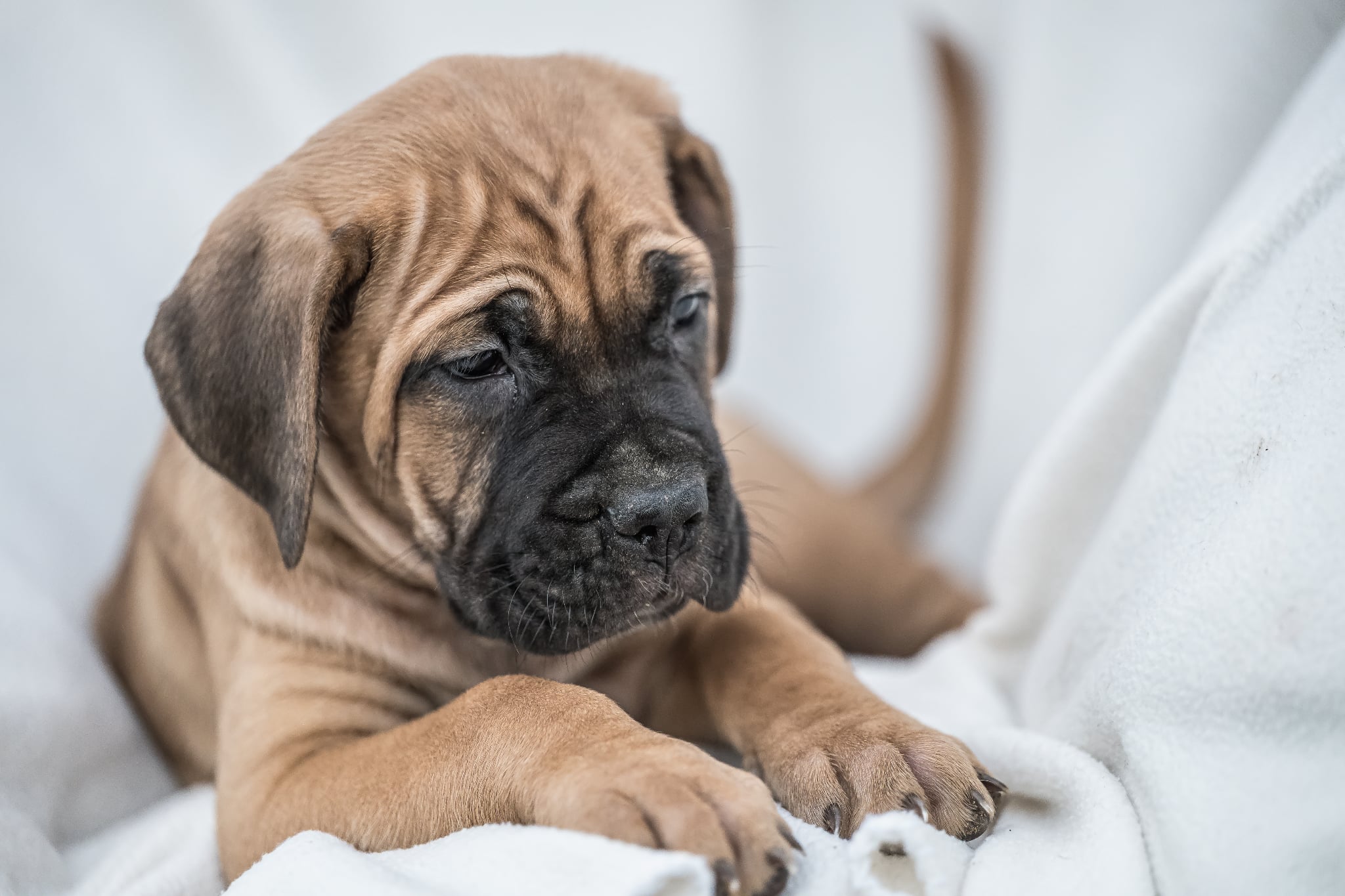 CANE CORSO prelepi štenci