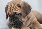 CANE CORSO prelepi štenci