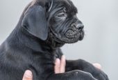 CANE CORSO prelepi štenci