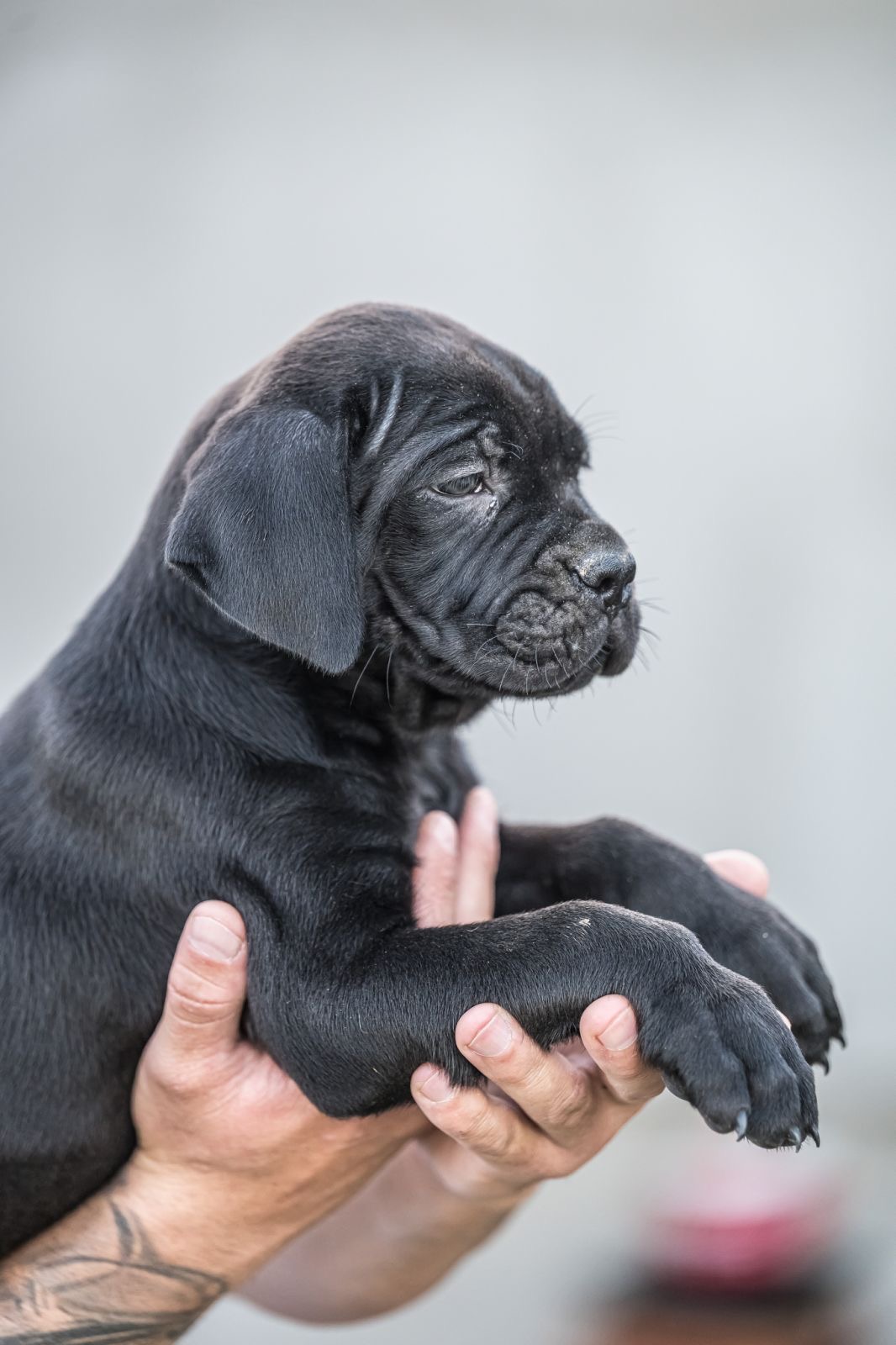 CANE CORSO prelepi štenci