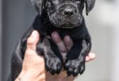 CANE CORSO prelepi štenci