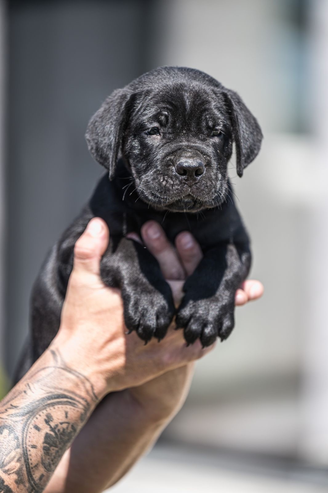 CANE CORSO prelepi štenci
