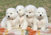 Samojed prelepi štenci