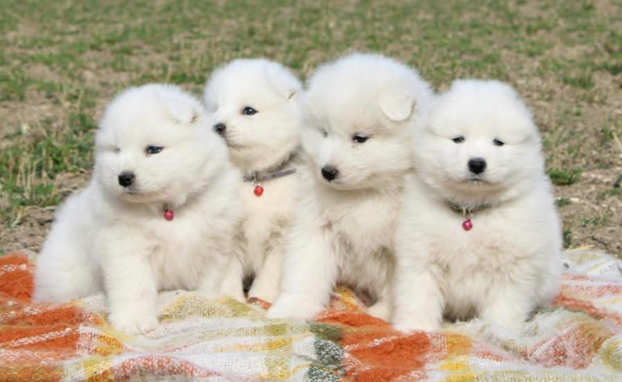 Samojed prelepi štenci