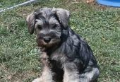Patuljasti šnauceri