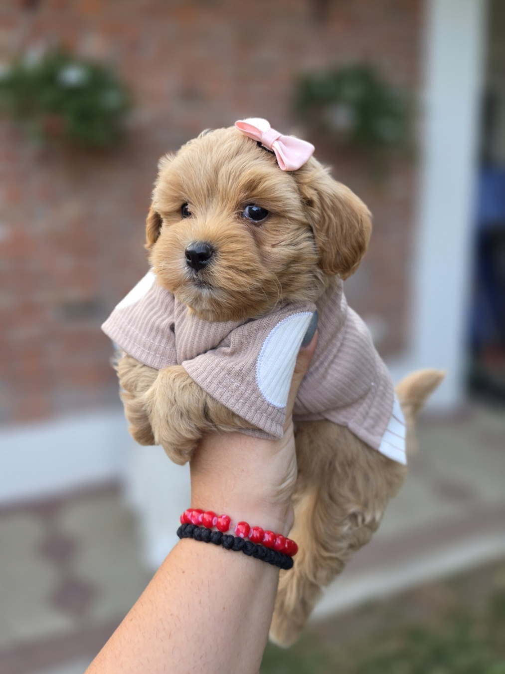 Maltipoo nove bebe