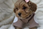 Maltipoo nove bebe