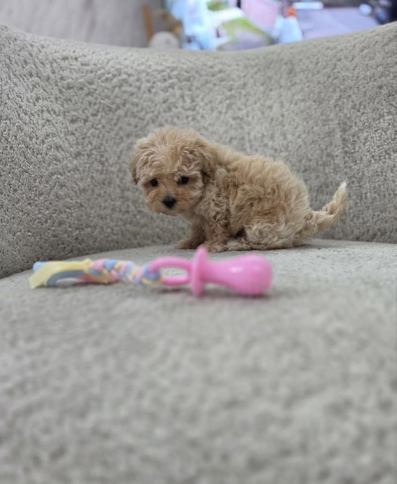 Maltipoo nove bebe