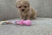 Maltipoo nove bebe