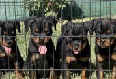 Rotvajler štenci vrhunskog porekla i kvaliteta